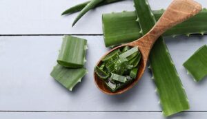 Aloe_Vera_For_Dogs_How_To_Properly_Treat_Itchy_Skin