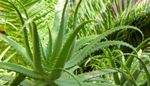 Semillas de Aloe Vera - ¿Puedo cultivar una planta de Aloe Vera?