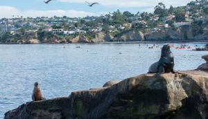 Kayaking-in-La-Jolla-–-All-You-Need-to-Know-Before-You-Go