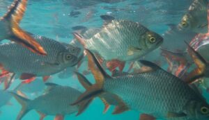 10_Tips_On_How_To_Catch_Tilapia