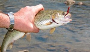 Which_Is_The_Best_Hook_Size_For_Trout_Fishing