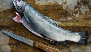 How_To_Clean_And_Gut_A_Trout