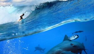 La realidad de los tiburones y el surf
