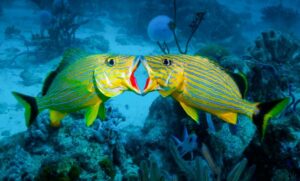 10 mejores sitios de buceo en Aruba