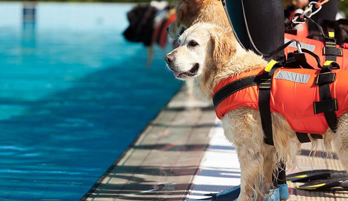 Chalecos salvavidas ayudan a tirar del perro fuera del agua
