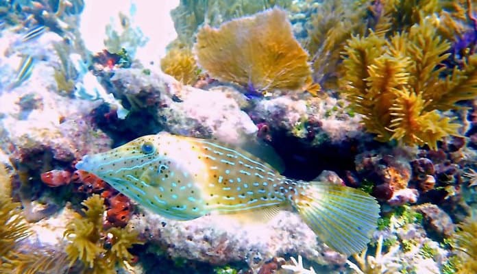 arrecife de sambo occidental