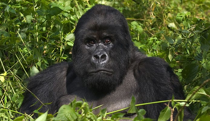 Gorila_Trekking_in_Uganda_ • _Todos_tu_necesitas_conocimiento