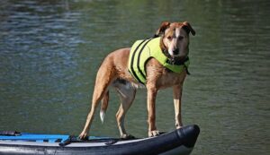 Do_Dogs_Need_Life_Jacket_Find_The_Answer_Here