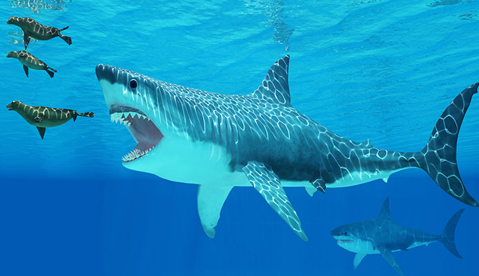 5_Effective_Ways_How_To_Survive_A_Shark_Attack