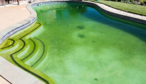 Pool_Cleaning_Algae_Colors,_Types,_And_Ways_To_Destroy