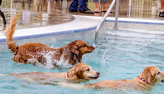 Pets_Swimming_Pool_Safety_Guide
