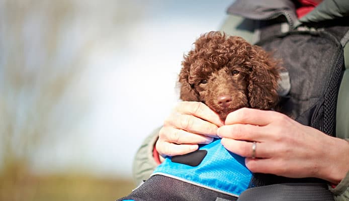How_To_Choose_Dog_Backpack_Carrier