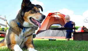 Best_Dog_Camping_Gear