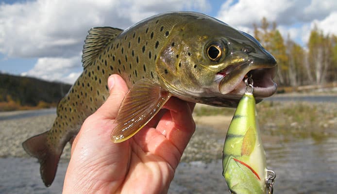 Best_Trout_Lures
