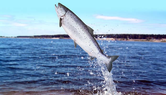 ¿Qué_es_una_buena_caña_de_pesca_de_salmón_