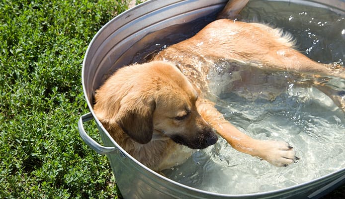 Por qué_debería_comprar_una_piscina_para_perros_cuáles_son_los_beneficios